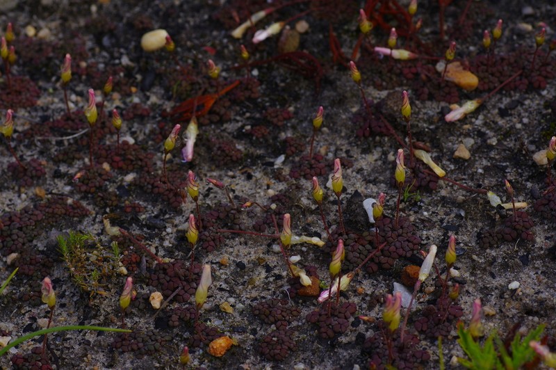 Oxalis oreithala photo 8