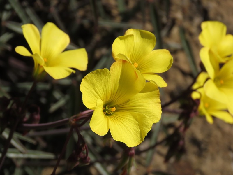 Oxalis ornithopus