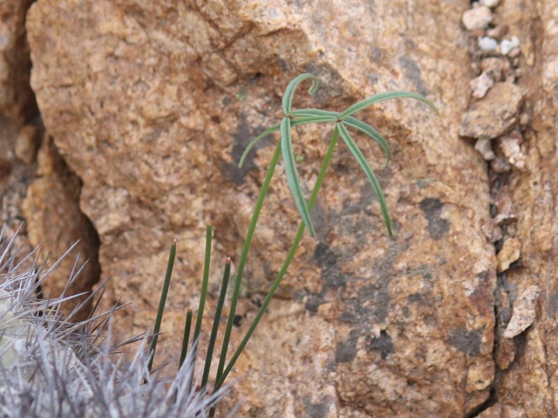 Oxalis ornithopus photo 2