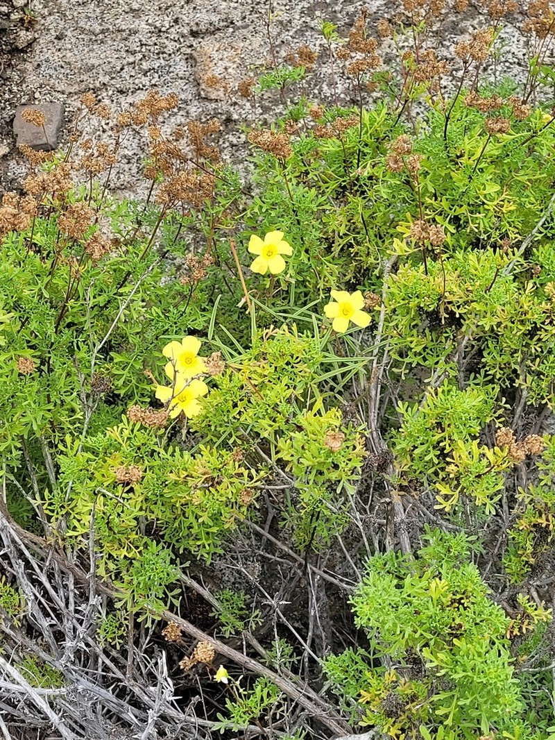 Oxalis ornithopus photo 3