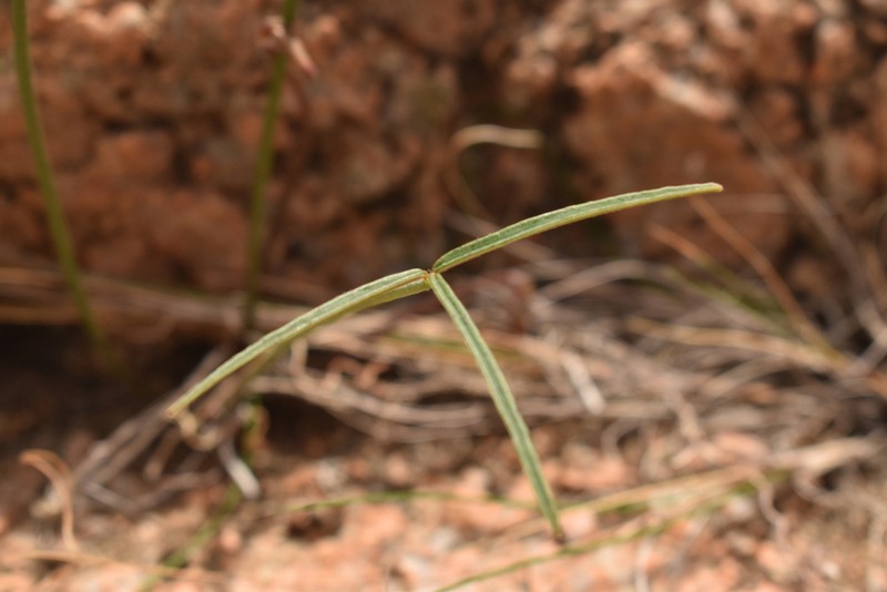 Oxalis ornithopus photo 4