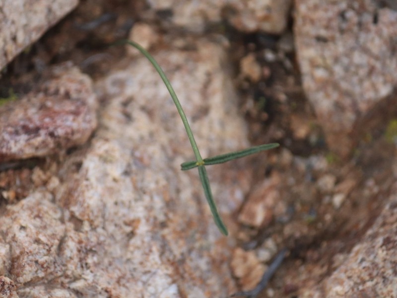 Oxalis ornithopus photo 5
