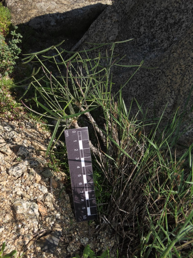 Oxalis ornithopus photo 6