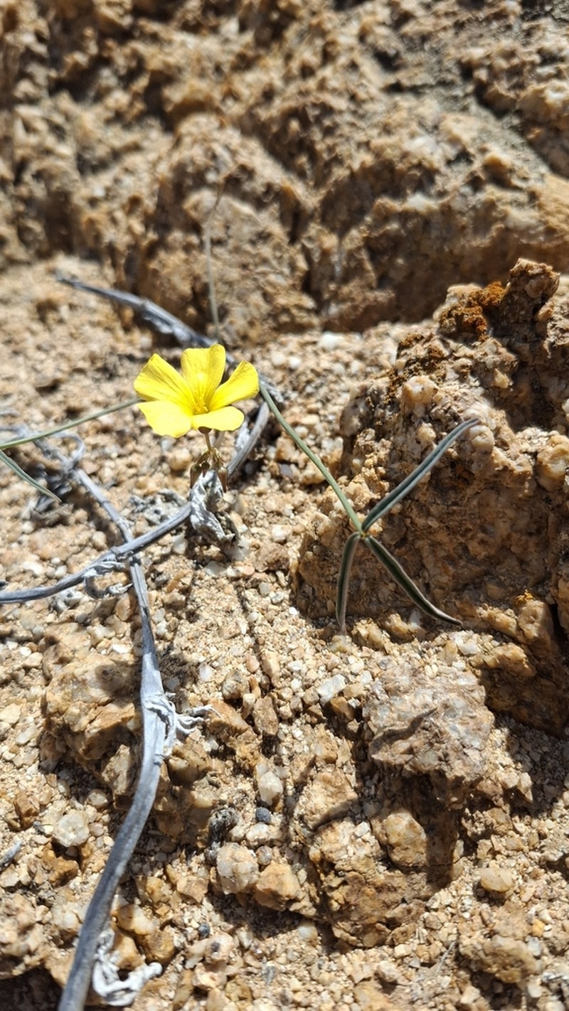 Oxalis ornithopus photo 7