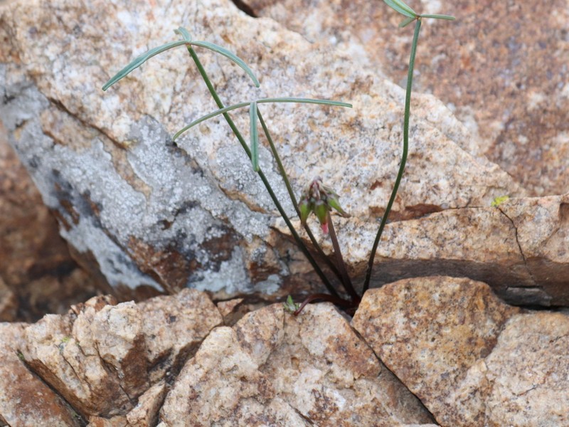 Oxalis ornithopus photo 8