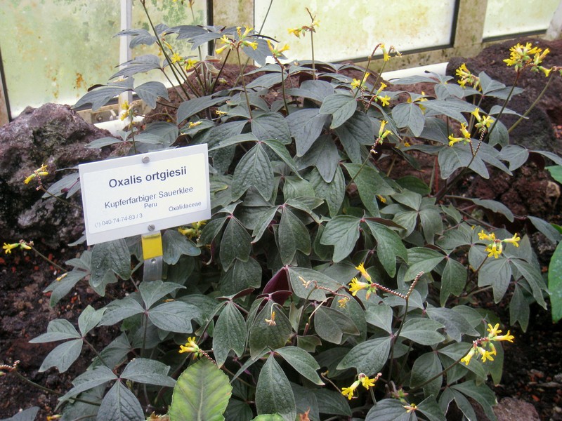 Oxalis ortgiesii