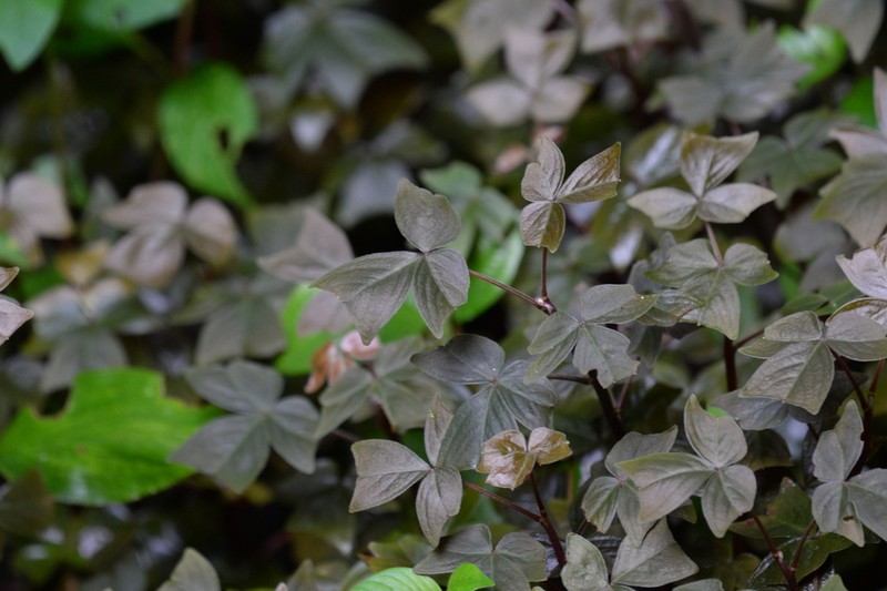 Oxalis ortgiesii photo 2
