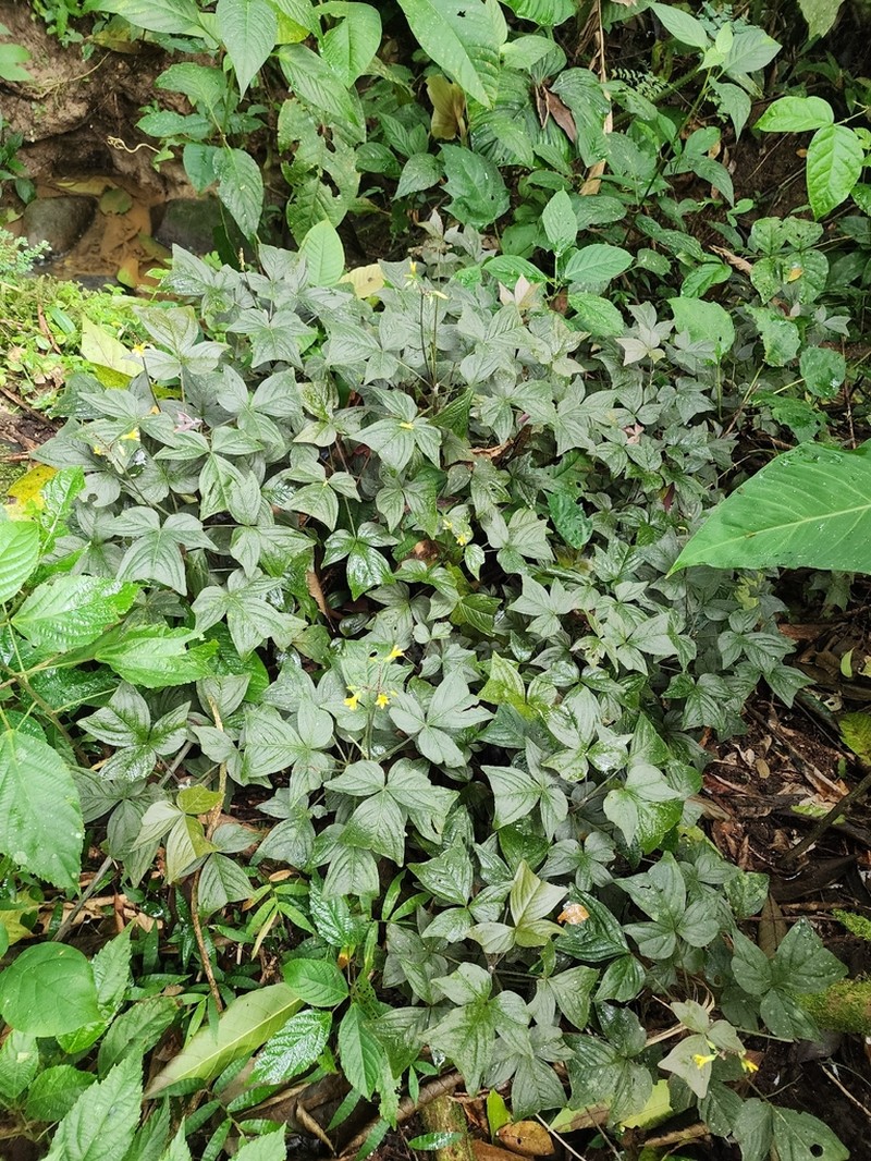 Oxalis ortgiesii photo 3