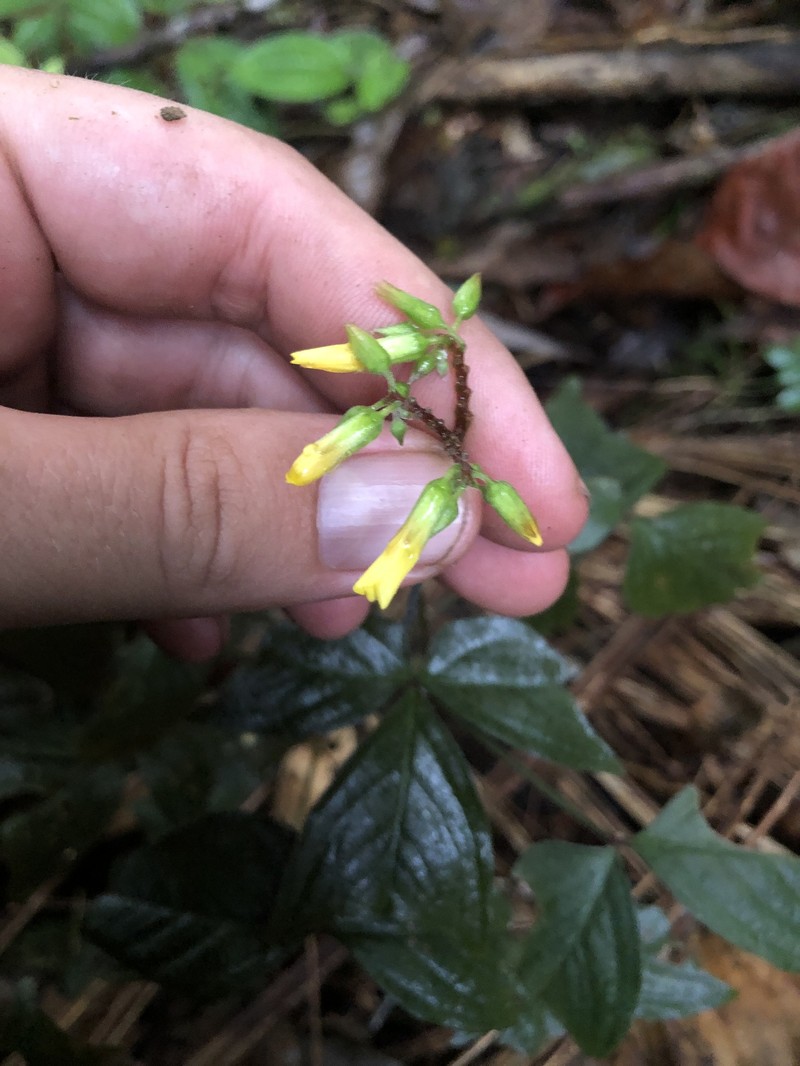 Oxalis ortgiesii photo 6
