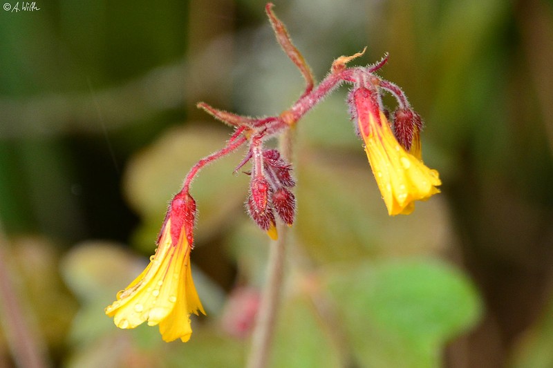 Oxalis ortgiesii photo 7