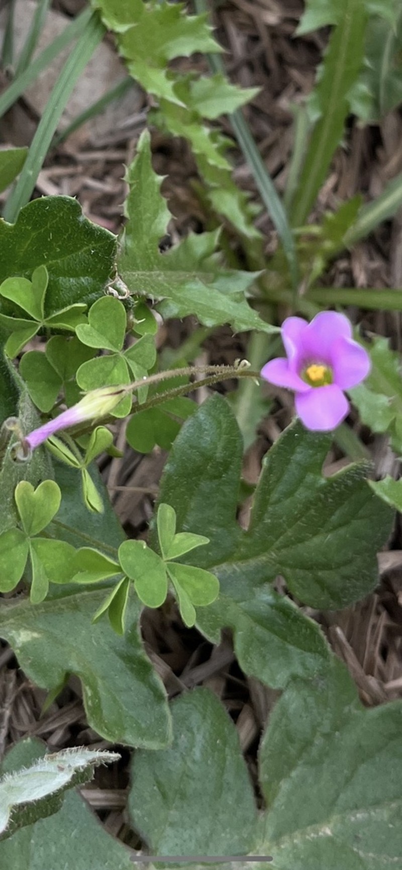 Oxalis orthopoda