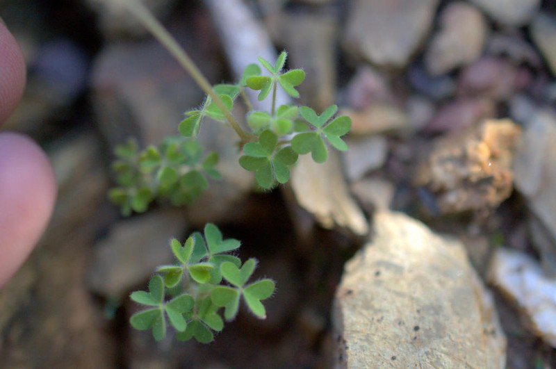 Oxalis orthopoda photo 2
