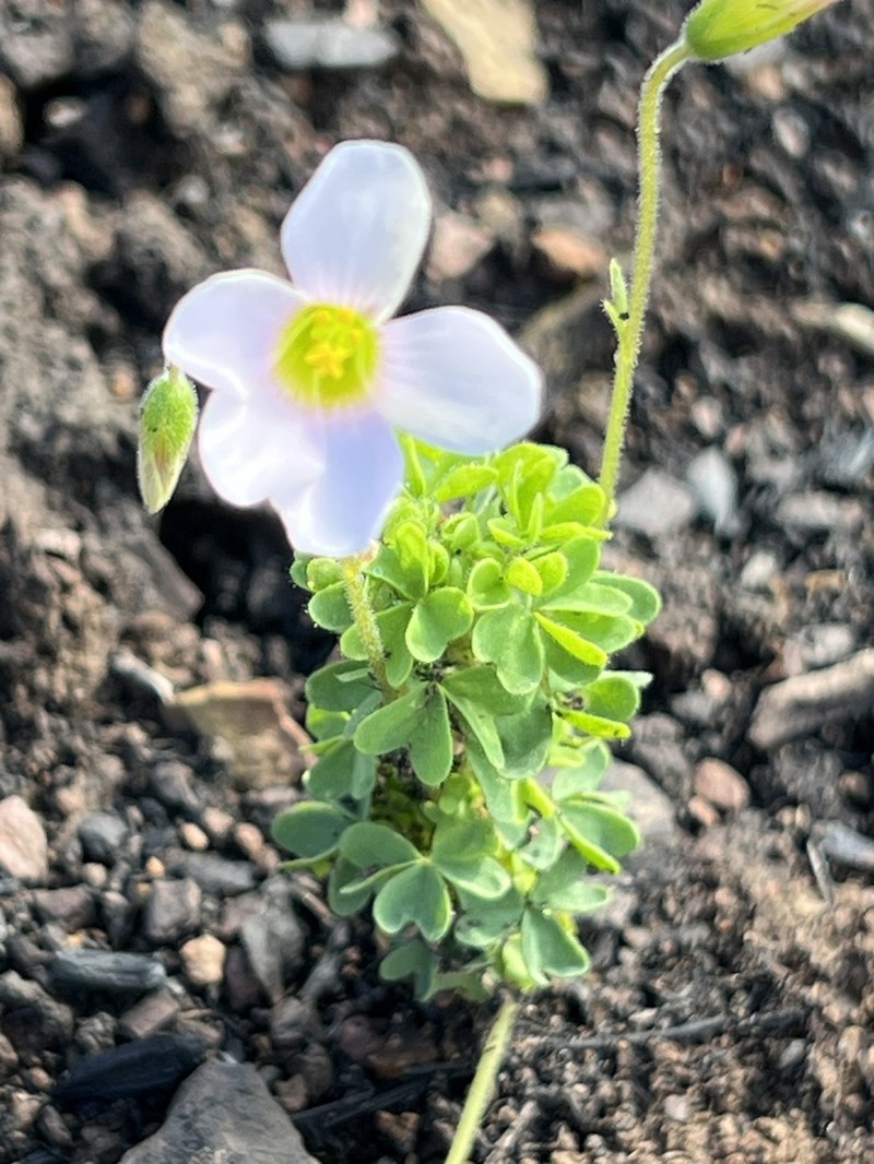 Oxalis orthopoda photo 3