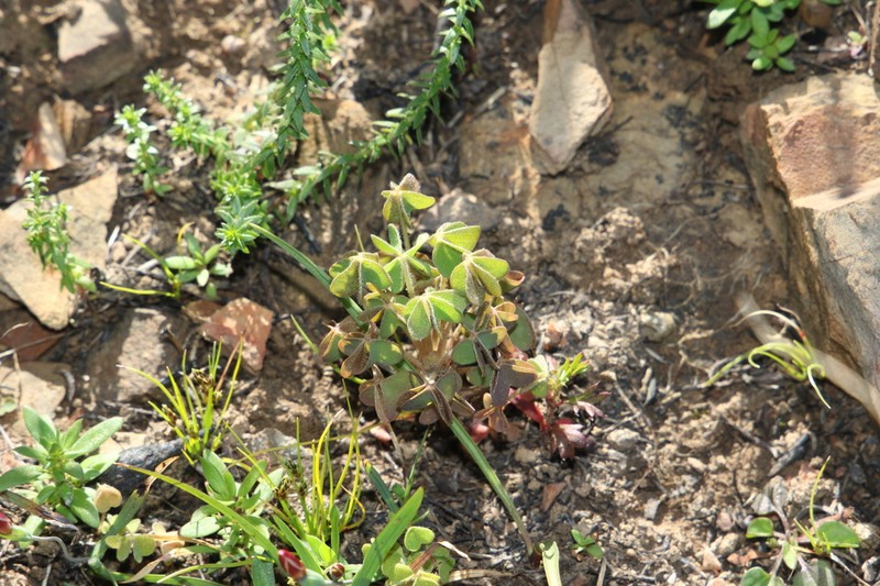 Oxalis orthopoda photo 4