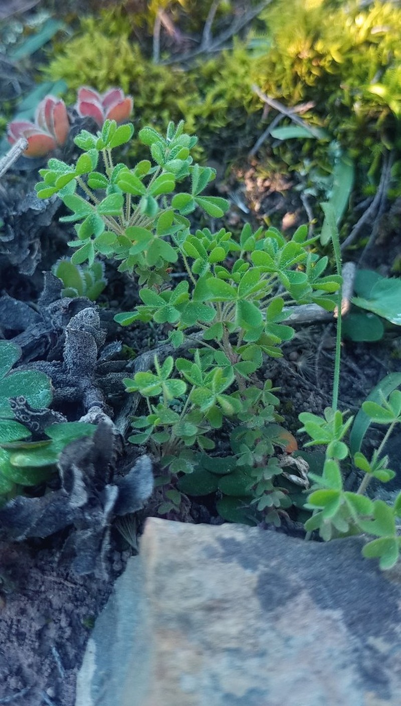 Oxalis orthopoda photo 5