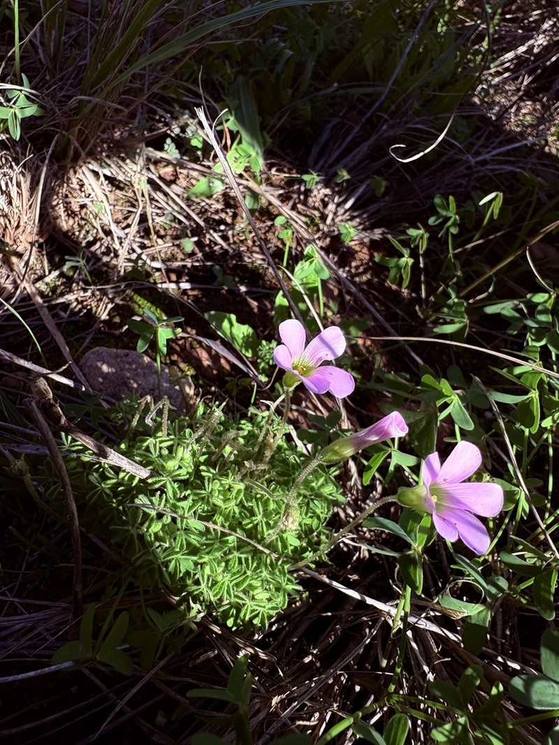 Oxalis orthopoda photo 6