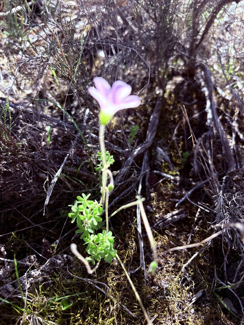 Oxalis orthopoda photo 7