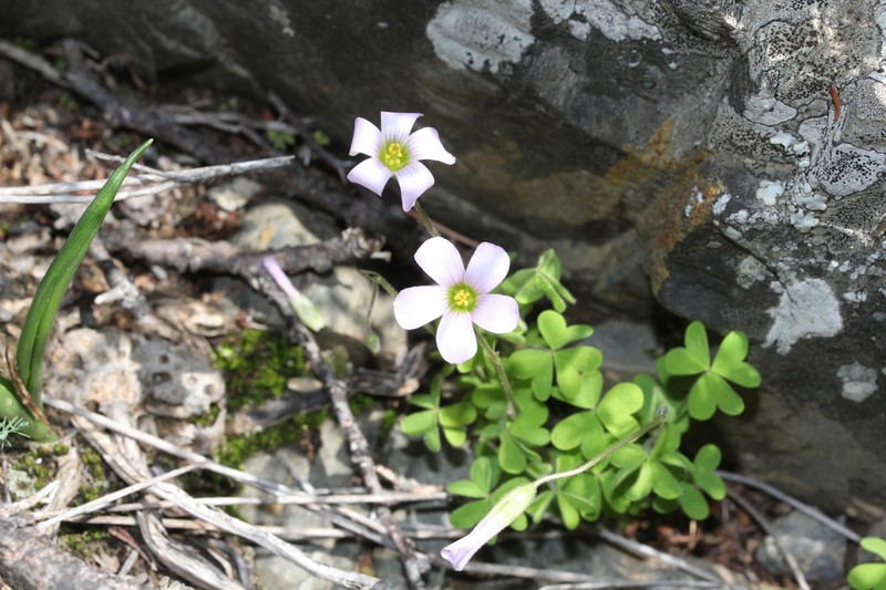 Oxalis orthopoda photo 8