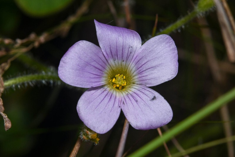 Oxalis ostenii