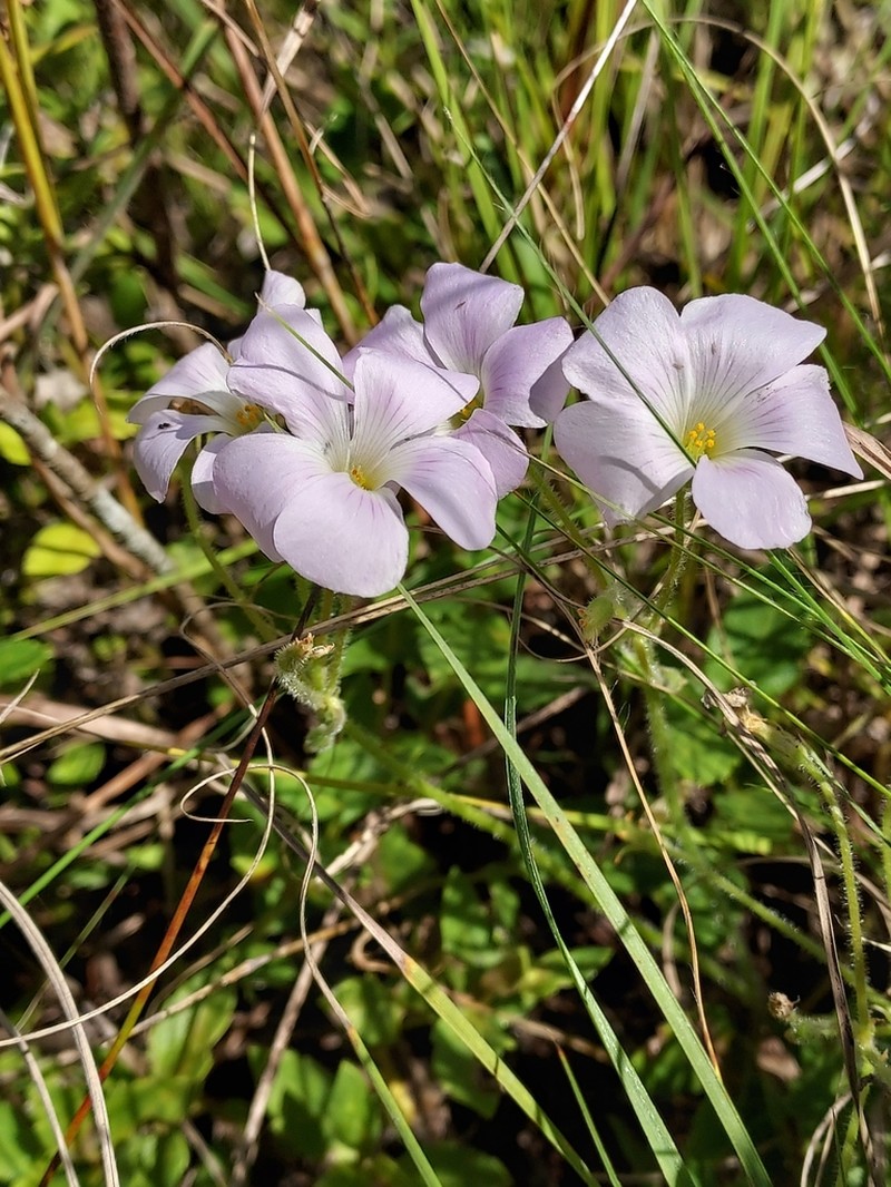 Oxalis ostenii photo 2