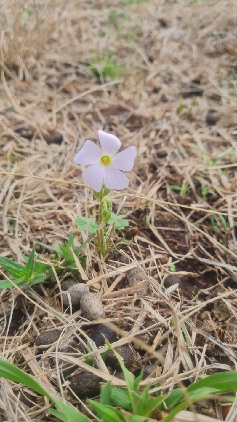 Oxalis ostenii photo 3