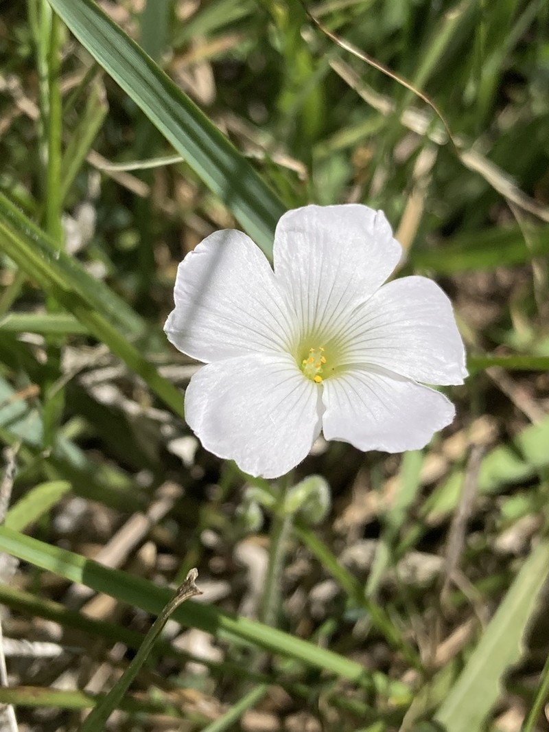Oxalis ostenii photo 4