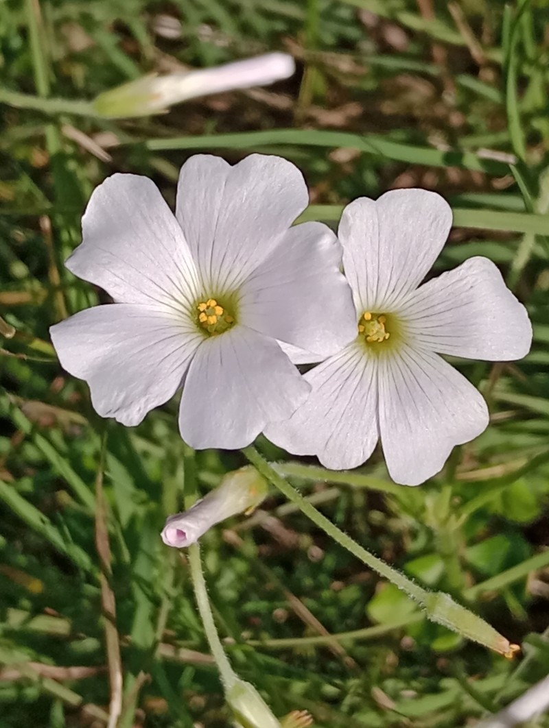 Oxalis ostenii photo 5