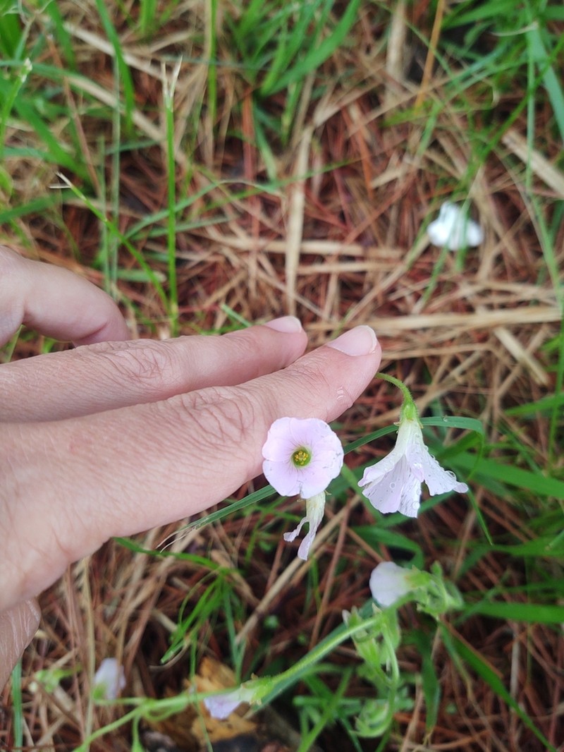 Oxalis ostenii photo 6