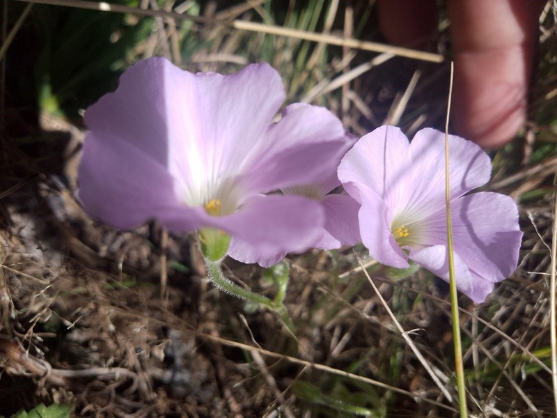 Oxalis ostenii photo 7