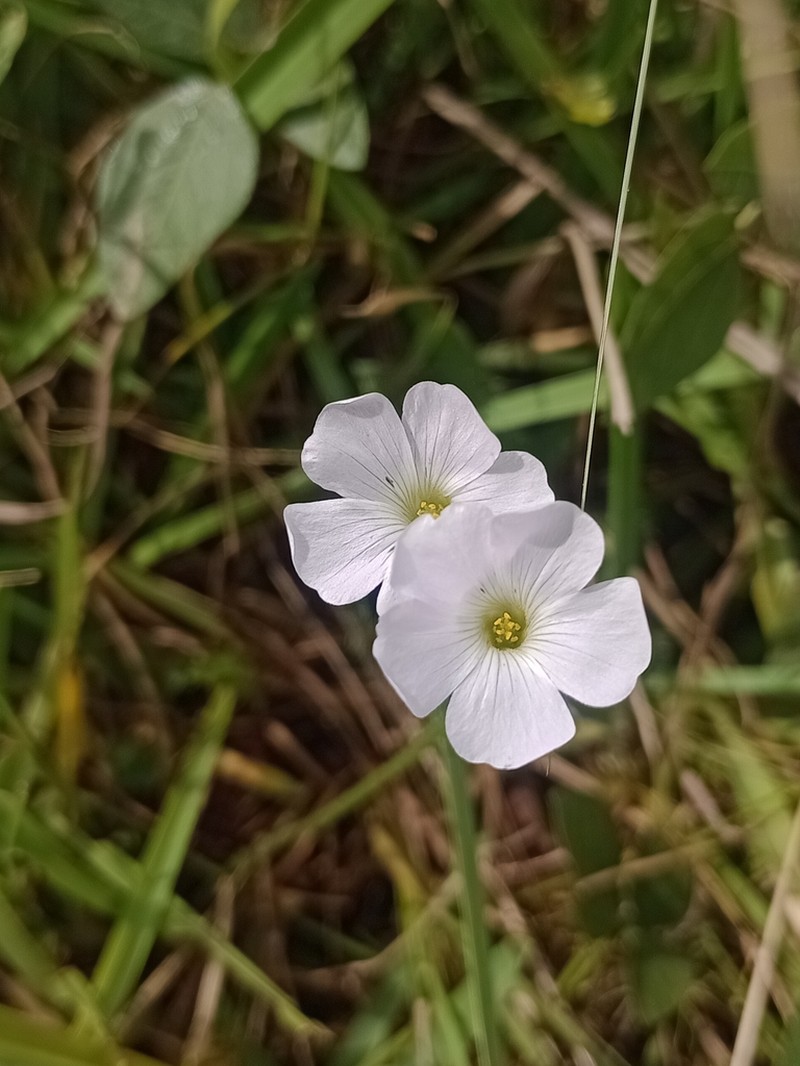 Oxalis ostenii photo 8