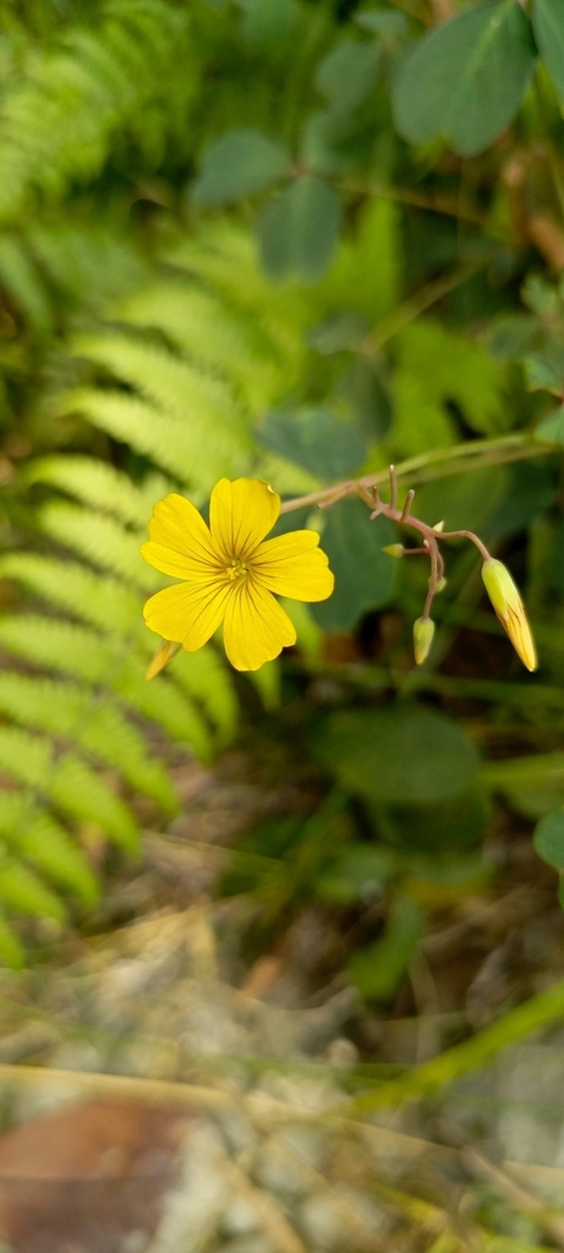 Oxalis oulophora