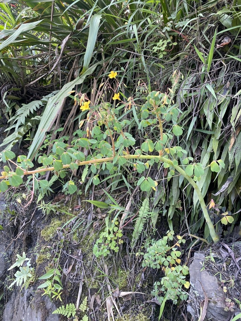 Oxalis oulophora photo 3