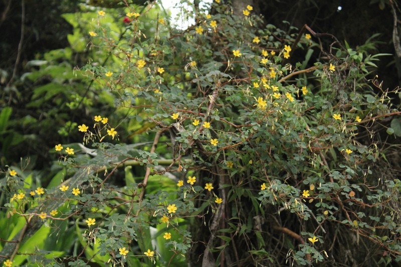 Oxalis oulophora photo 5