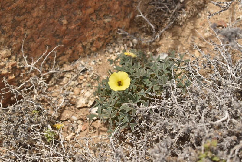 Oxalis ovalleana