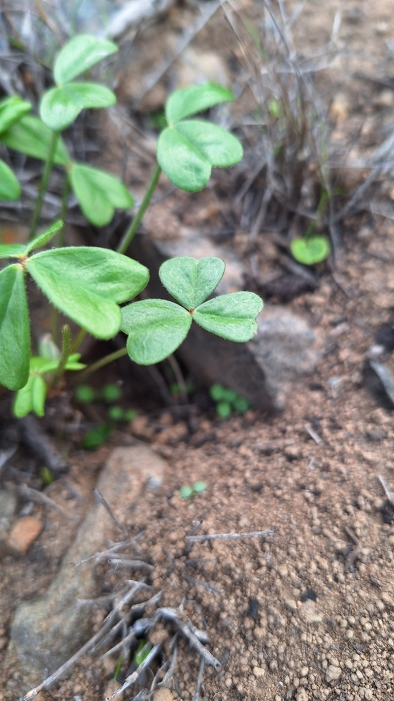 Oxalis ovalleana photo 2