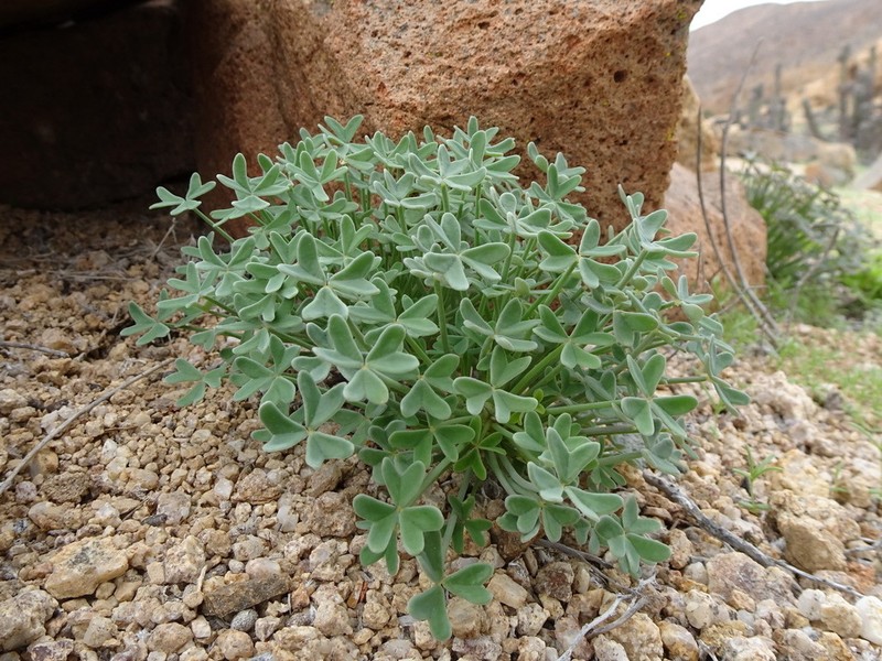 Oxalis ovalleana photo 3