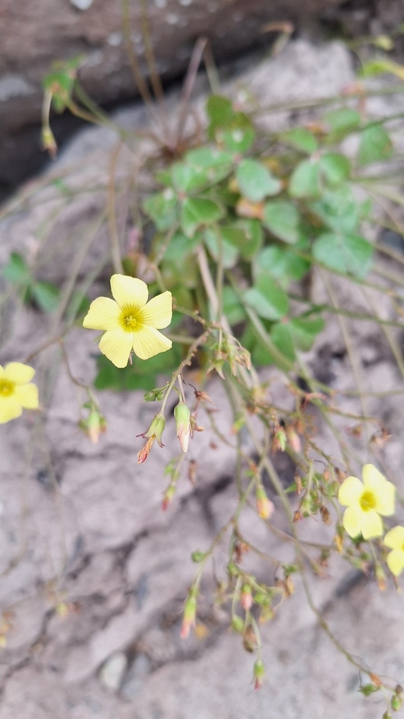 Oxalis ovalleana photo 4