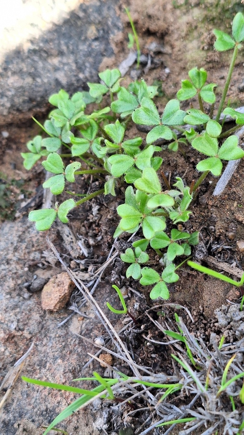 Oxalis ovalleana photo 5