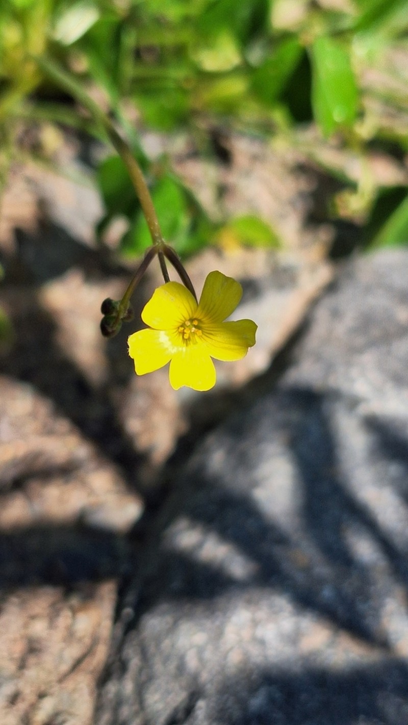 Oxalis ovalleana photo 6