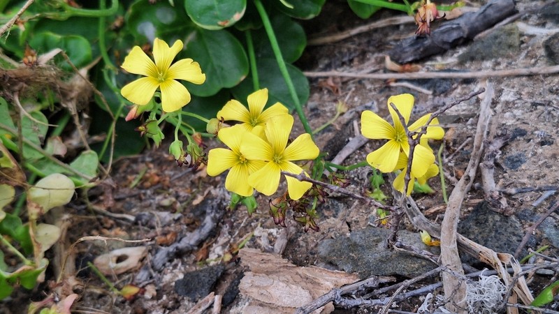 Oxalis ovalleana photo 7