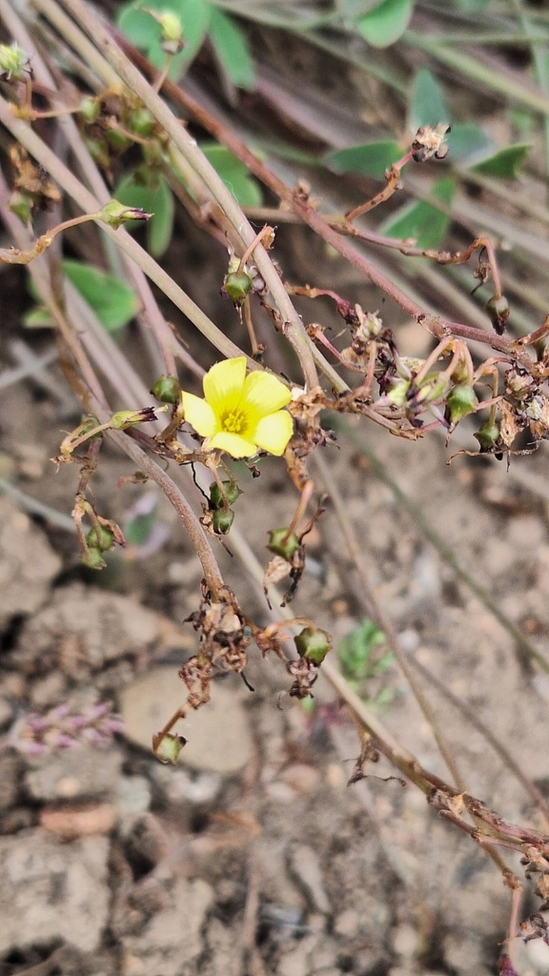 Oxalis ovalleana photo 8