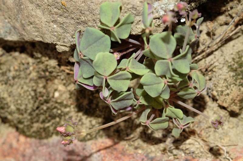 Oxalis pachyrrhiza