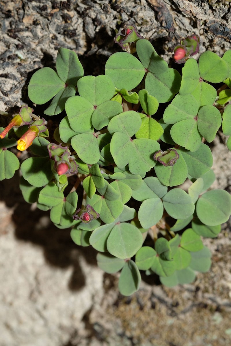 Oxalis pachyrrhiza photo 2