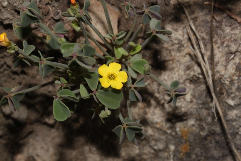 Oxalis pachyrrhiza photo 3