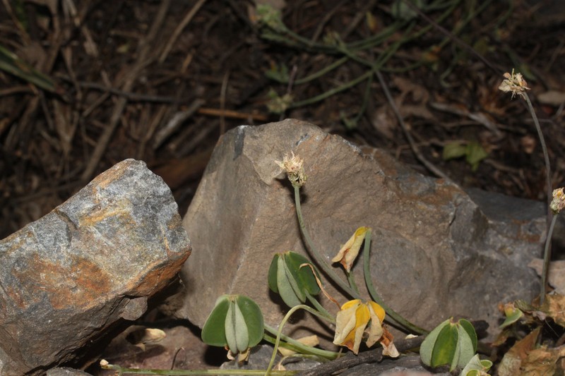 Oxalis pachyrrhiza photo 4
