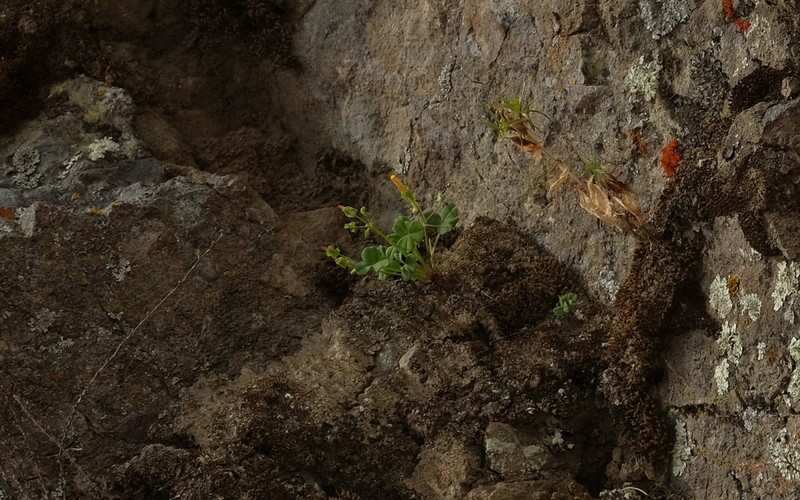Oxalis pachyrrhiza photo 5
