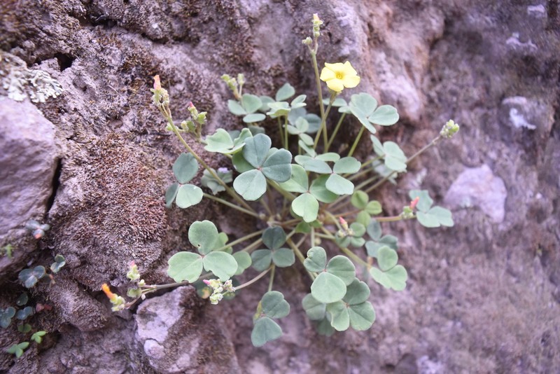 Oxalis pachyrrhiza photo 6