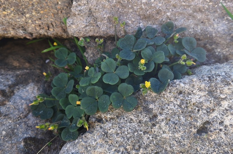 Oxalis pachyrrhiza photo 7