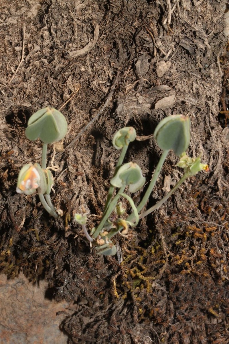 Oxalis pachyrrhiza photo 8