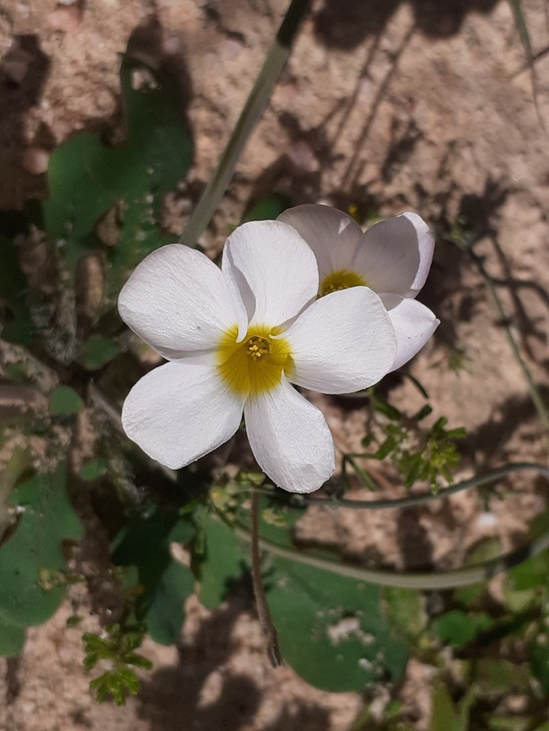 Oxalis pallens photo 3